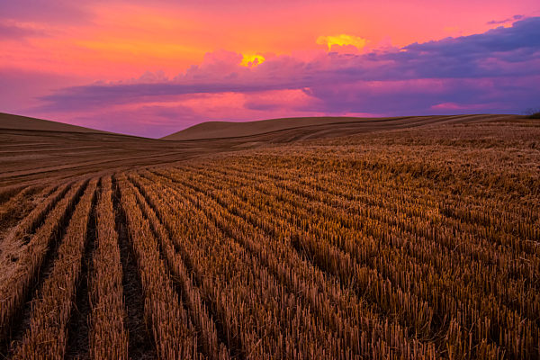 Golden Crops On A Hilly Landscape At Sunrise With A Dramatic Colourful Sky; Washington, United States Of America