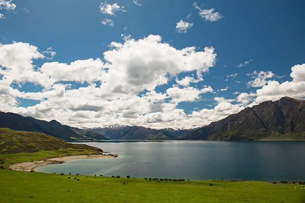 Lake Wanaka; South Island, New Zealand