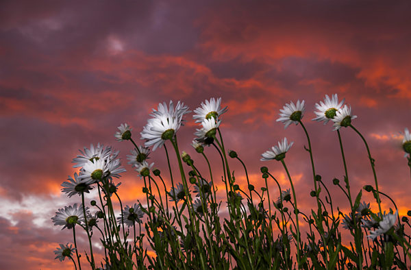 Clouds Glowing Pink And Orange At Sunset Over Shasta Daisies; Astoria, Oregon, United States Of America