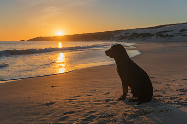 A Dog Sits On The Sand At The Water's Edge At Sunset; Tarifa, Cadiz, Andalusia, Spain