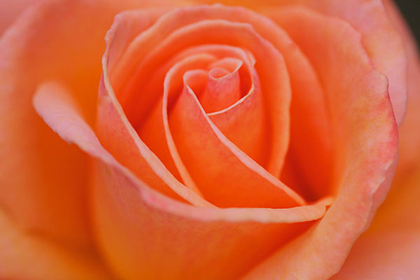 Close Up Of The Petals Of A Rose In Bloom; San Juan Capistrano, California, United States Of America