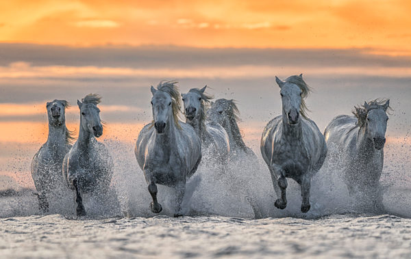 White horses of Camargue running out of the water; Camargue, France