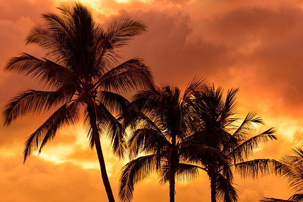 Palm trees silhouetted in an orange sky; Wailea, Maui, Hawaii, United States of America