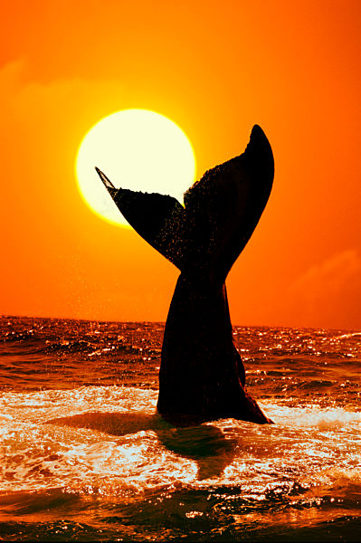 Humpback Whale Tail At Sunset Ak Digital Composite