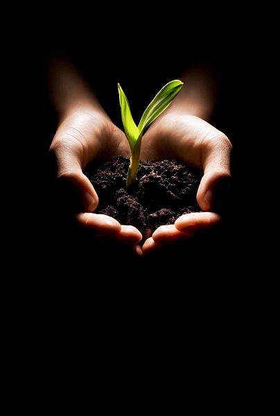 Hands holding a seedling