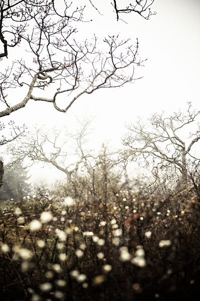 Dew drops on the trees