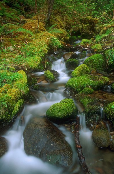 A mossy waterfall, Olympic National Park, Washington, USA