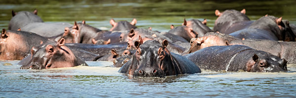 Panorama of hippopotamus pod (Hippopotamus amphibius) in calm river, Grumeti Serengeti Tented Camp, Serengeti National Park; Tanzania