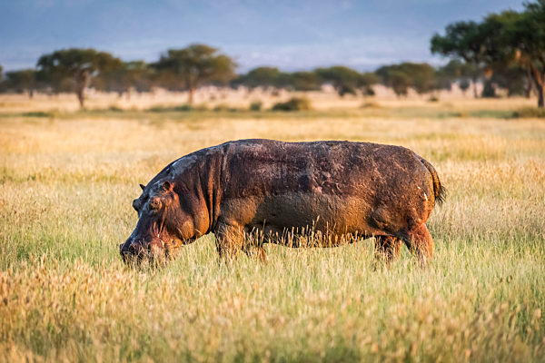 Hippo (Hippopotamus amphibius) grazes in long grass eyeing camera, Grumeti Serengeti Tented Camp, Serengeti National Park; Tanzania