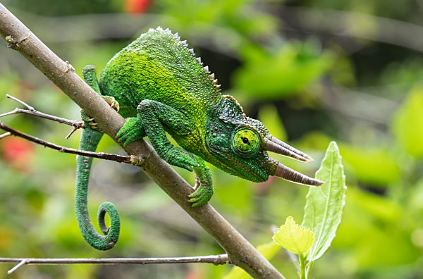 Jackson's Chameleon (Trioceros jacksonii) sitting on a tree branch; Kihei, Maui, Hawaii, United States of America