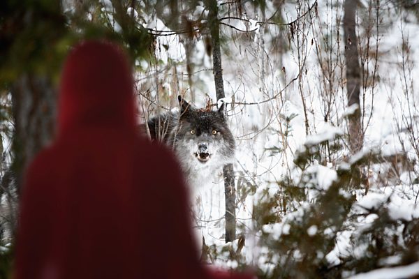 little red riding hood looking at the big bad wolf; alberta, canada