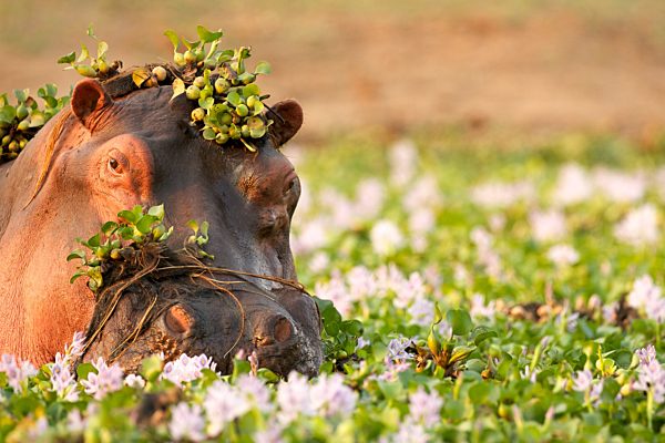 Hippopotamus wallowing amongst flowers in lake