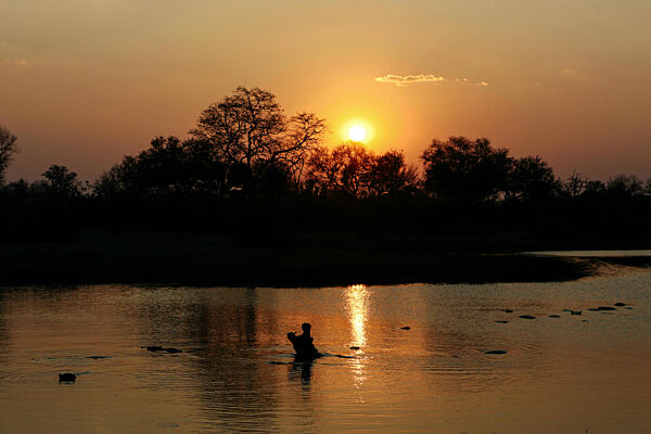 Hippo rising out of water at sunset, Okavango Delta, Botswana