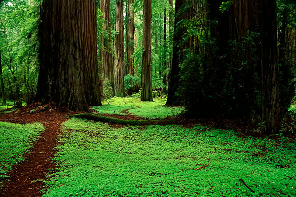Trees and Foliage in Humboldt Redwoods State Park California, USA