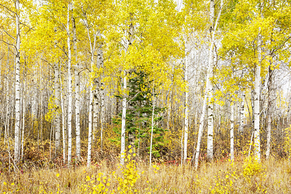 Dense birch forest with golden autumn leaves and a single evergreen tree. Thunder Bay, Ontario, Canada