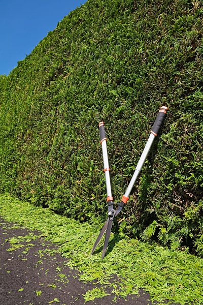 Clipped Thuja occidentalis - cedar tree hedge with garden shears and trimmings on black asphalt driveway in summer, Quebec, Canada