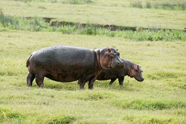 Female And Young Hippopotamos (Hippopotamus Amphibius) Standing In Short Grass, Ngorongoro Crater; Tanzania