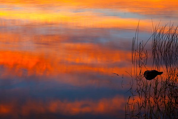 Stone And Lake Reeds In Sunset Reflections At Powder Mill Lake; Waverley, Nova Scotia, Canada