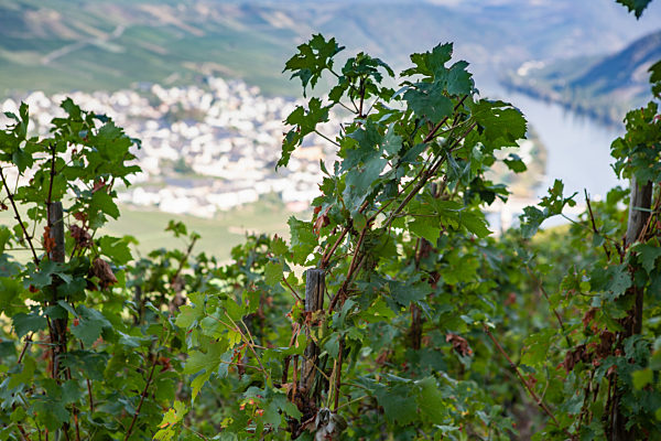 Weinregion Mosel