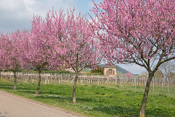 Mandelblüte in der Pfalz