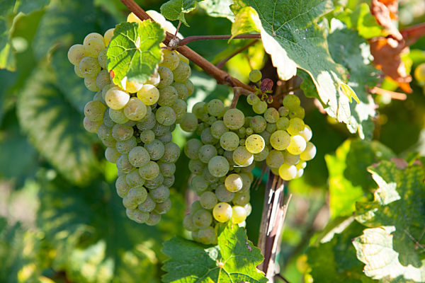 Reife Weintrauben