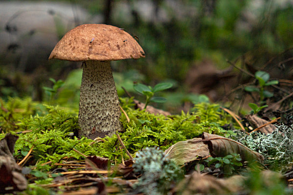 Birken-Rotkappe, Leccinum versipelle, Nordsavo, Finnland, Birch mushroom, Finland