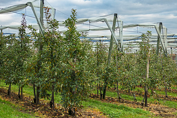 Apfelanbau, Herbst, Rheinland-Pfalz, Neuwied