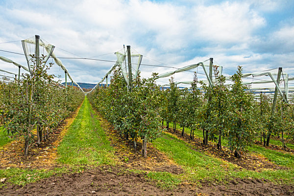 Apfelanbau, Herbst, Rheinland-Pfalz, Neuwied