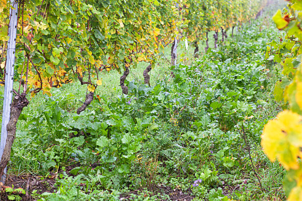 Biologischer Weinanbau