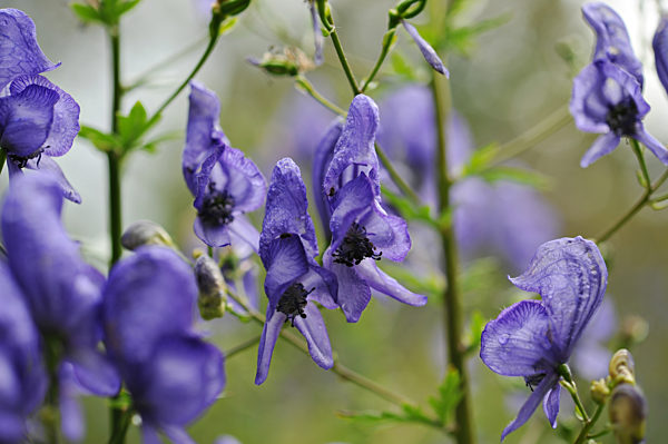 Hoher Rittersporn (Delphinium elatum)