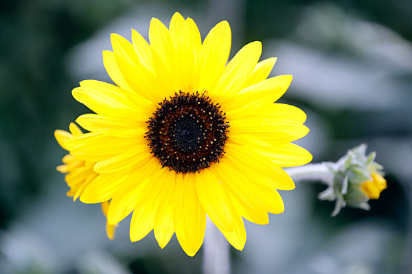Dubai Miracle Garden, a flower garden located in Dubailand. Yellow sunflower. Dubai. United Arab Emirates.