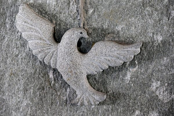 Dove of holy spirit.