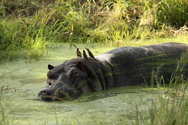 Kruger National Park.  Hippopotamus Emersed in Water.  South Africa.