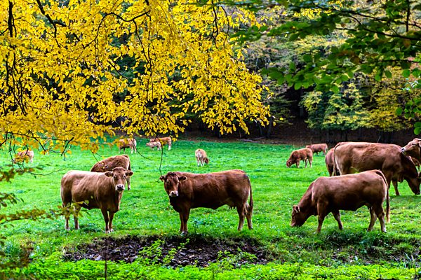 Indian Summer in der Eifel