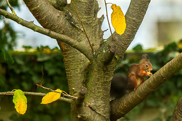 Eichhörnchen