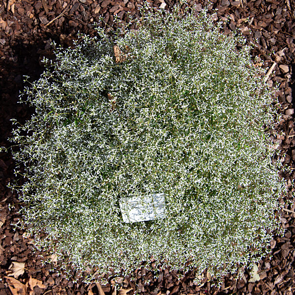 Wiesbaden testet Friedhofspflanzen