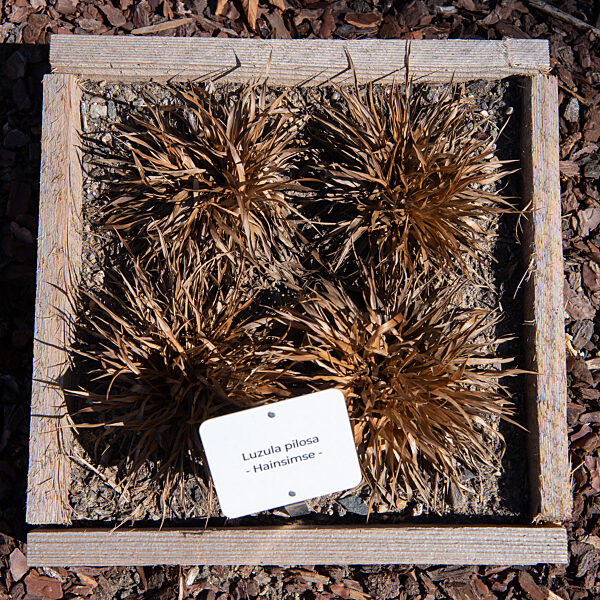 Wiesbaden testet Friedhofspflanzen