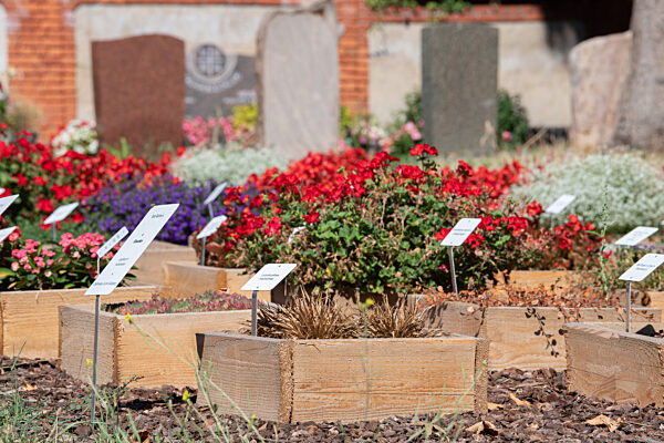 Wiesbaden testet Friedhofspflanzen