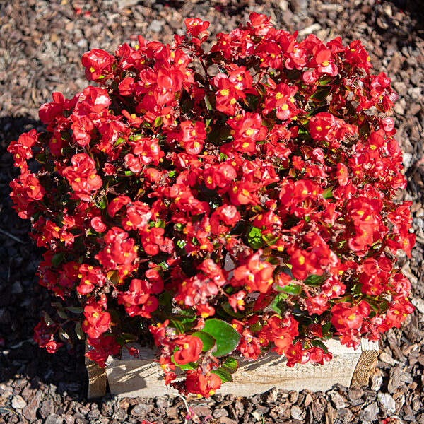 Wiesbaden testet Friedhofspflanzen