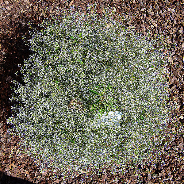 Wiesbaden testet Friedhofspflanzen
