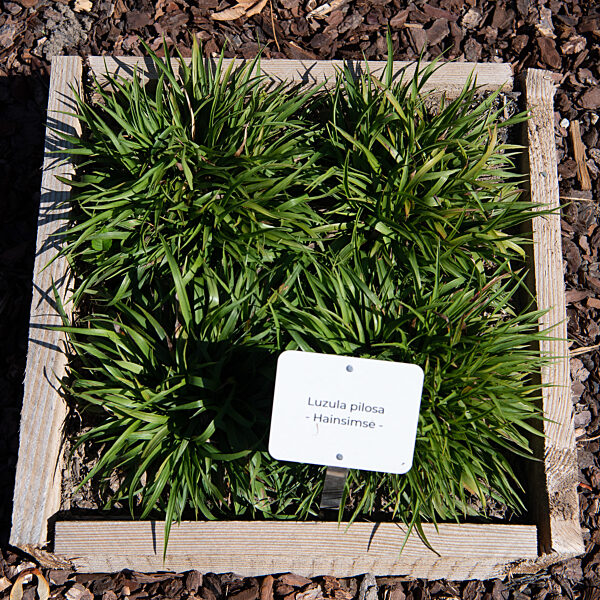 Wiesbaden testet Friedhofspflanzen