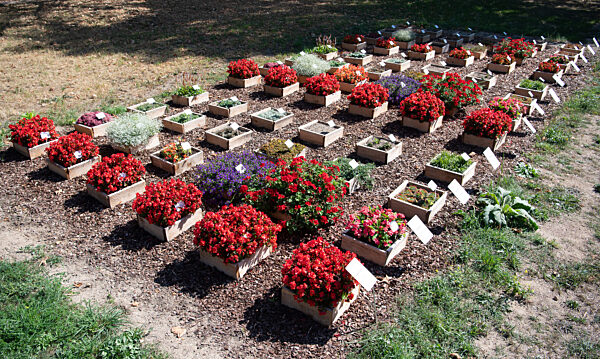 Wiesbaden testet Friedhofspflanzen