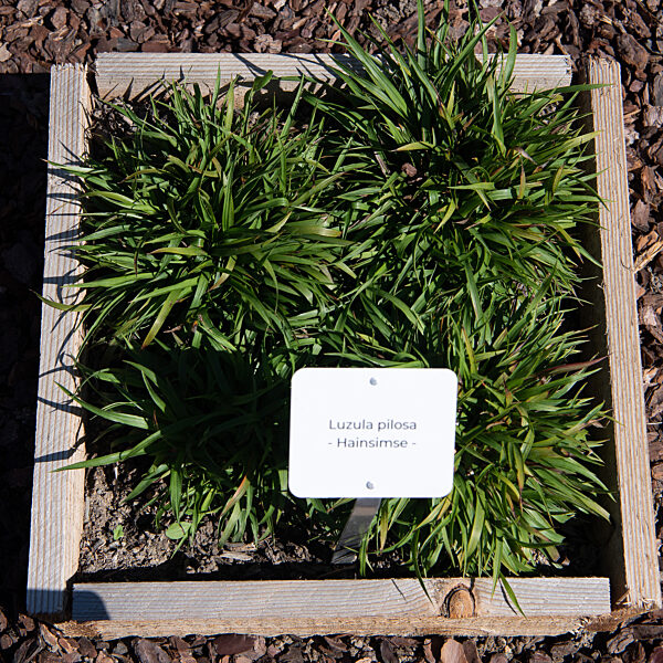 Wiesbaden testet Friedhofspflanzen