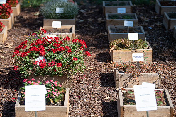 Wiesbaden testet Friedhofspflanzen