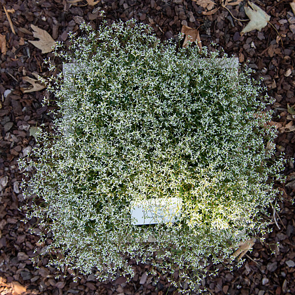 Wiesbaden testet Friedhofspflanzen