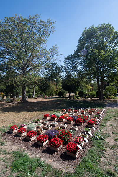 Wiesbaden testet Friedhofspflanzen