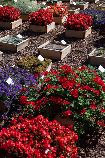 Wiesbaden testet Friedhofspflanzen