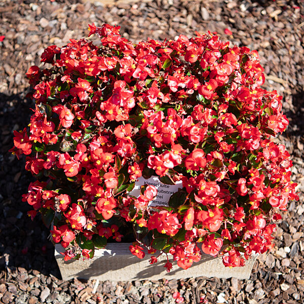 Wiesbaden testet Friedhofspflanzen