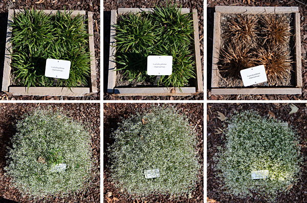 Wiesbaden testet Friedhofspflanzen