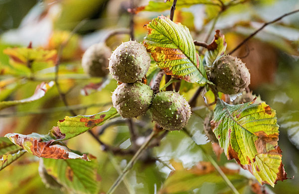 Minimiermottenbefall